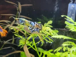 Guppies and Corydoras