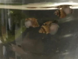 Does anyone know what these snails are??