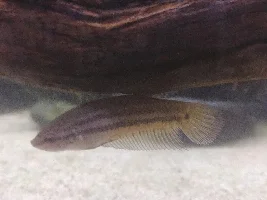 Betta Fry