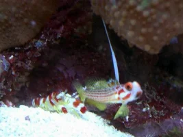 Yashia Haze Goby