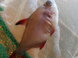 What Happened to my Rosy Tetra