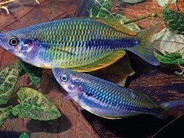 For Those Of You Who Love Rainbow Fish