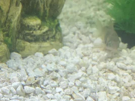 Stock help