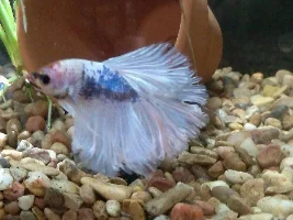 My bettas color change