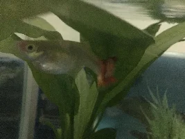 Guppy Tail Problem
