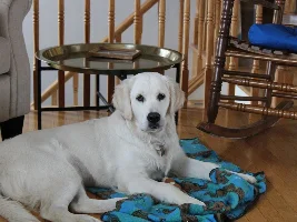 First Dog - advice needed