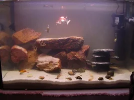 Refurbished Tank Set Up