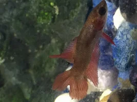 My Baby Double Tail