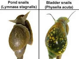 What snail is this?