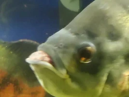 Favorite Oscar has HUGE Growth INSIDE (not outside) Mouth.  Help