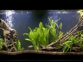 Vote Now! - May 2022 Tank of the Month Contest (31 gallons and larger)