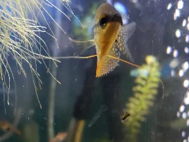 Skinny Male Pearl Gourami