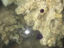 Diving In