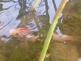 Male or Female
