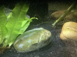 Cory catfish is twitching