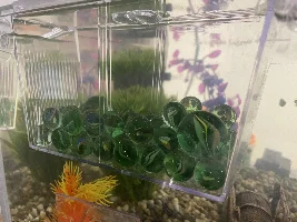 Zebra Danio Breeding