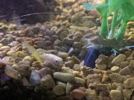 Cobra Guppy Dying