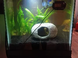 Issues with new tank and cory catfish