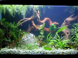 Otos not eating?