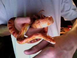 Random Pet Pics
