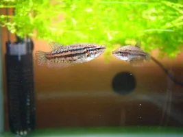 Female Pics