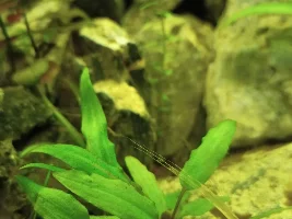 Anything else to be done about brown diatom algae?