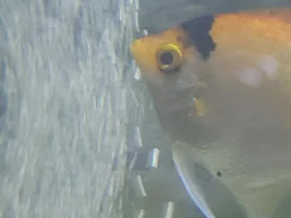 Fungus on Angelfish eye... help