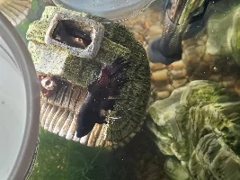 Betta