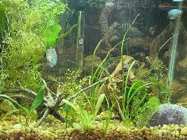 Gourami scaring me(again)