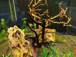 Show me your cube tanks!!