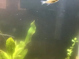Is this a parasite!?!?