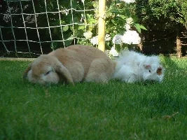 Pet Pics