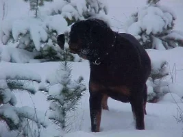 SNOW DAYZ