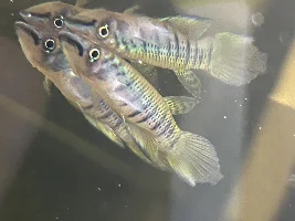 Epiplatys Togolensis