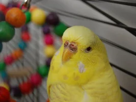 Silly Birb pictures of Venera!
