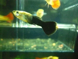 Guppy Breeding Diary