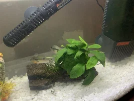 Are my new fish Firemouths Chiclids?