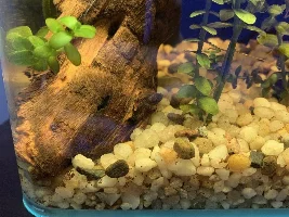 Brown dots at bottom of tank?