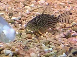 ‘short body’ corydoras
