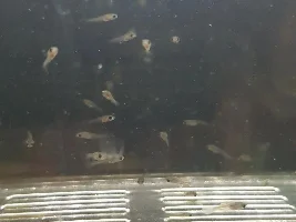 What fry is this?