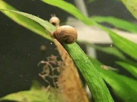Leopard ramshorns