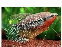 Honey Gourami