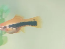 Swordtail, huge no gravid spot , is she ready to give birth xx