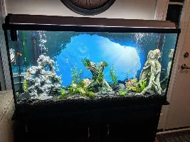 60 Gallon advice