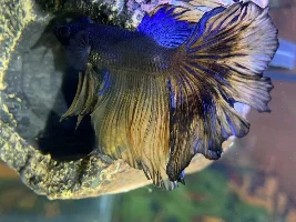 Betta sick?