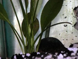got some new plants today.