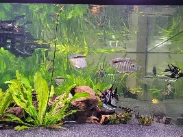 Can I keep plants in a 24" tall tank?