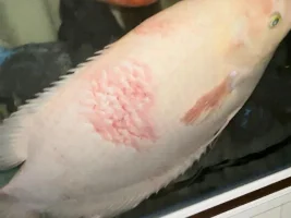GIANT GOURAMI HELP