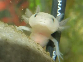 2" Leucistic Axolotls Ashford Kent
