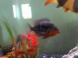 Hole-In-The-Head On Firemouth Cichlid?
